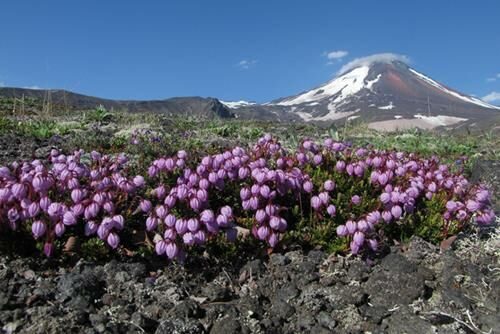 Авачинский вулкан