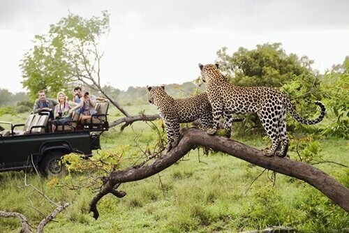 Сафари-туры